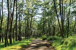 Kalpataru Elaara Goregaon Miyawaki Plantation Area
